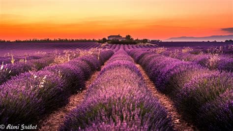 Lavender field in Valensole, France : r/pic