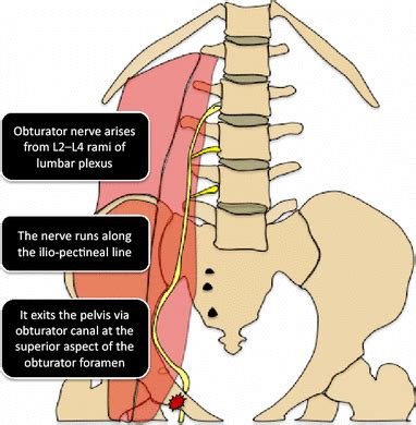 Image Result For Obturator Canal Nerve Anatomy Sacroi - vrogue.co