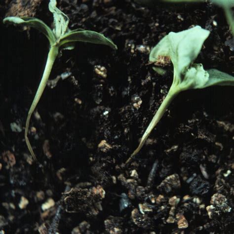 Dampening Damping-Off: Tips on Seed Starting to Avoid Disease – Wisconsin Horticulture