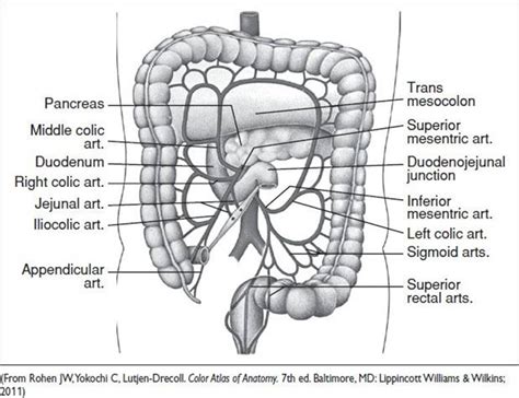 Obstetric Anatomy