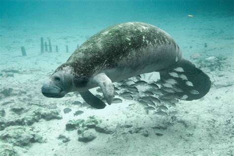 All About Dugongs and Manatees - Owlcation