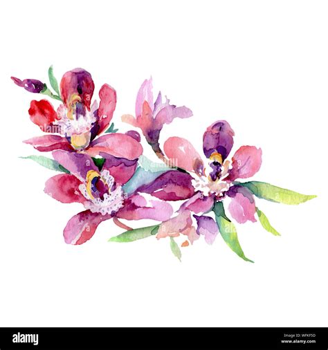 Purple orchid bouquet floral botanical flowers. Watercolor background set. Isolated orchids ...