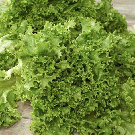 4,000 Gourmet Lettuce Seed Mix - 5 Varieties - Bulk Seed - Heirloom Non ...