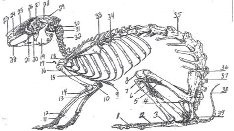 rabbit skeleton Diagram | Quizlet