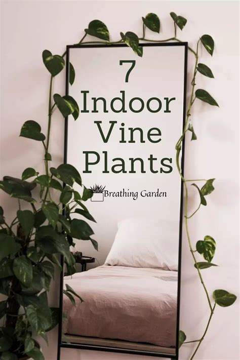 7 Indoor Vine Plants For Any Room - Breathing Garden