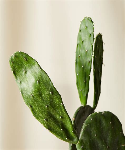 Buy Potted Prickly Pear Cactus Indoor Plant | Bloomscape