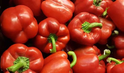 How to Start Bell Pepper Farming in the USA: Production, and A Step-by ...