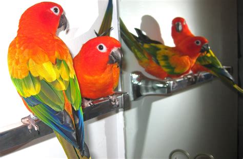 Aubrie's Animals: SUN CONURE BREEDING