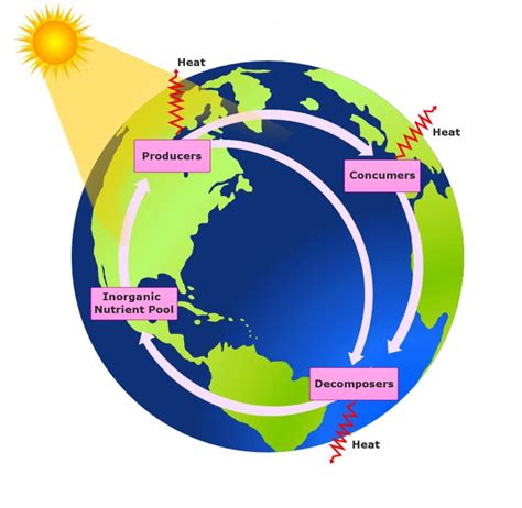 Biogeochemical Cycle: Definition, Types And Importance