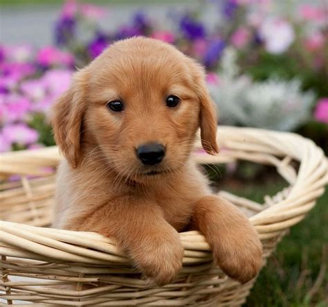 Pin by dog_lover on Golden Retriever | Golden retriever baby, Red golden retriever puppy, Golden ...