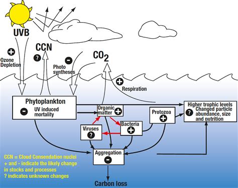 Effect of ozone depletion on Antarctic marine microbes – Magazine Issue 1: Autumn 2001 ...