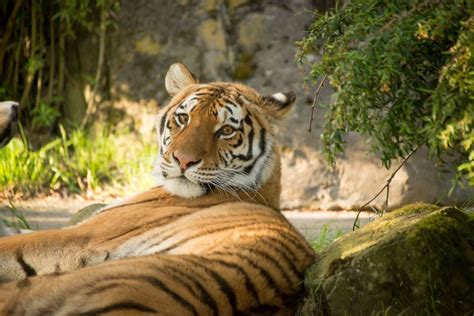 Idaho Falls Zoo welcomes new tiger - East Idaho News