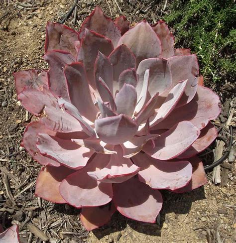 Echeveria Afterglow Care: Growing The Pink Edged Succulent Echeveria