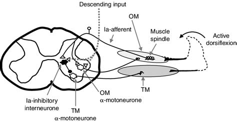 The mechanism by which reciprocal inhibition is purported to contribute... | Download Scientific ...