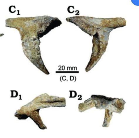 Unearthing the Giants of the Past: Sauropodomorpha Fossils Reveal Earth ...