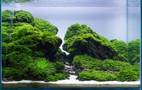 Aquascape Awards: 'Straight Edge' by Frederic Fuss | Aquascaping ...