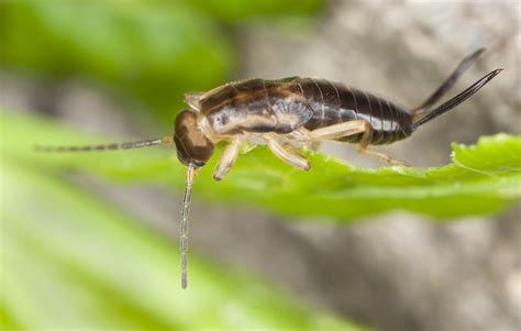 earwig control and treatments for the home yard and garden