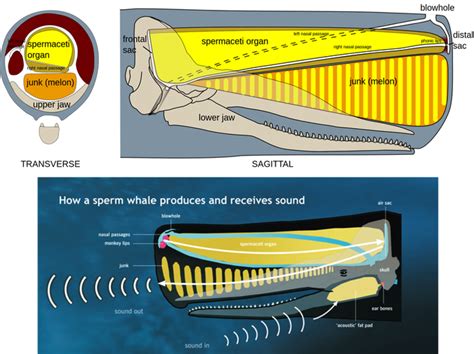 Nose Job: The function and importance of the world's largest nose - Matthew Savoca Ecology