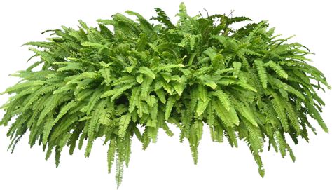 Tropical Plant Pictures: Nephrolepis sp (Sword fern)
