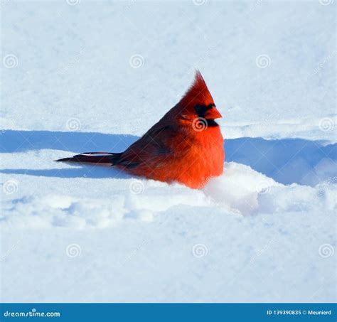 Cardinals, in the Family Cardinalidae Stock Image - Image of feathers ...