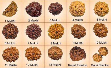 Rudraksha significance , rules for wearing Rudraksha and the Rudraksha ...