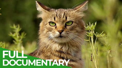 Wildlife Takeover: How Animals Reclaimed Chernobyl | Free Documentary Nature – The Greanville Post