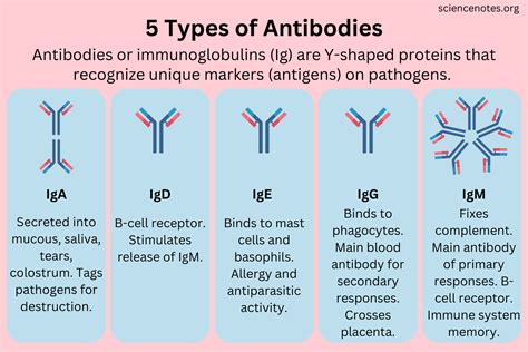 Types Of Antibodies