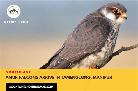 Amur Falcons arrive in Tamenglong, scientists to tag the birds for study