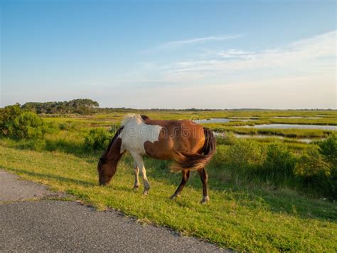 Assateague State Park, Wild Horses Island in Maryland, Marches and Beach Stock Image - Image of ...