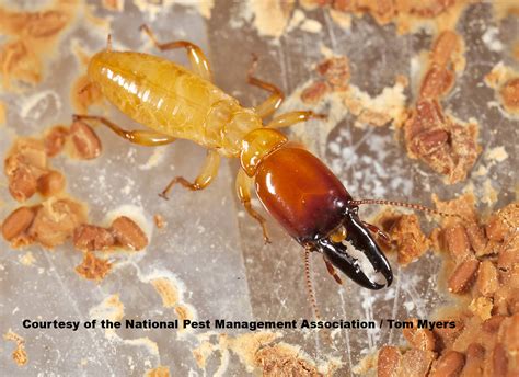 Heavy Termite Season in Southeast US: Identify Termites