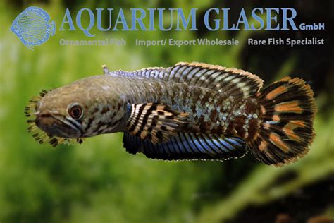 Channa bleheri - Aquarium Glaser GmbH