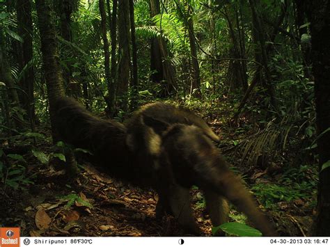 GIANT ANTEATER in the ECUADORIAN AMAZON RAINFOREST – Shiripuno Lodge Blog