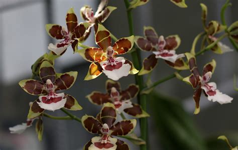 Grow and care Oncidium orchid - Dancing Lady orchid - Golden Shower orchid | Travaldo's blog