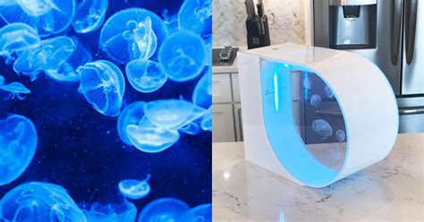 JellyTank Is A Saltwater Jellyfish Aquarium For Your Kid's Room