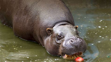 Pygmy Hippopotamus | San Diego Zoo Animals & Plants