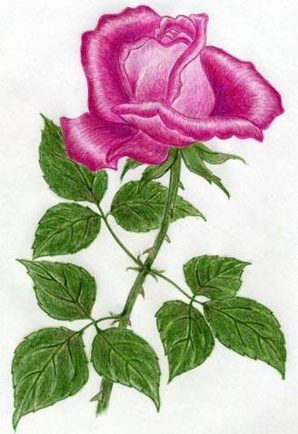a drawing of a pink rose with green leaves