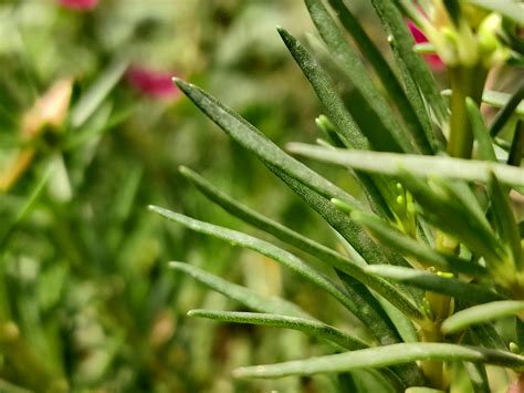 Green Fern Leaf in Close Up Photography · Free Stock Photo