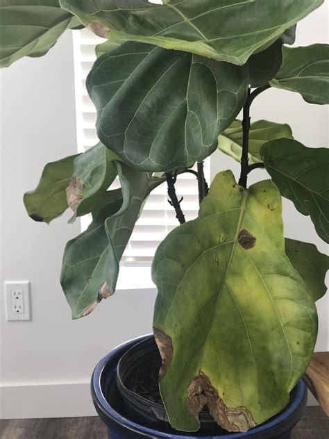 Why Is My Fiddle Leaf Fig Dropping Leaves | OnePronic