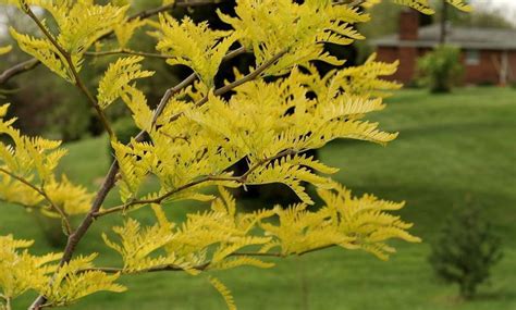 Thornless Honeylocust For Sale Online | The Tree Center