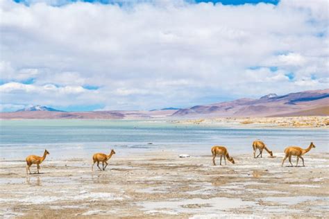 VICUÑA - WILDLIFE FACTS - CRITTERFACTS