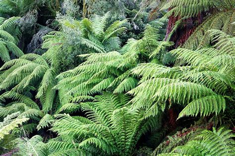 HOW TO OVERWINTER TREE FERNS |The Garden of Eaden