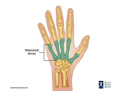 Metacarpal Bones - Anatomy, Structure, FAQs and Diagram