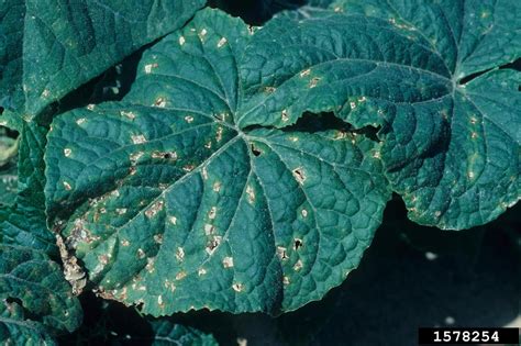 angular leaf spot of cucumber (Pseudomonas syringae pv. lachrymans)