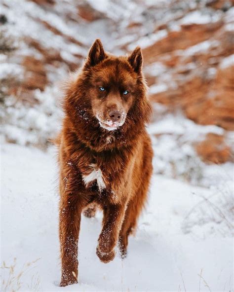 This Rare, Chocolate Brown Siberian Husky Is One of the Most Beautiful Dogs on Instagram ...