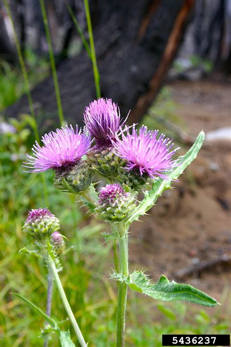 Think twice before killing those thistles: Thistle Identification - WeedWise Program