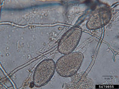 Phytophthora root rot (Phytophthora cinnamomi)