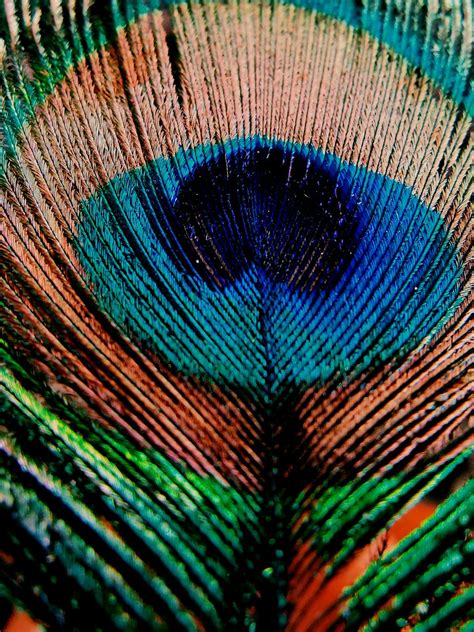 Close-Up Shot of a Peacock Feather · Free Stock Photo