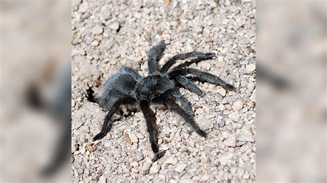 Tarantula mating season begins as males are led to their death | Fox Weather