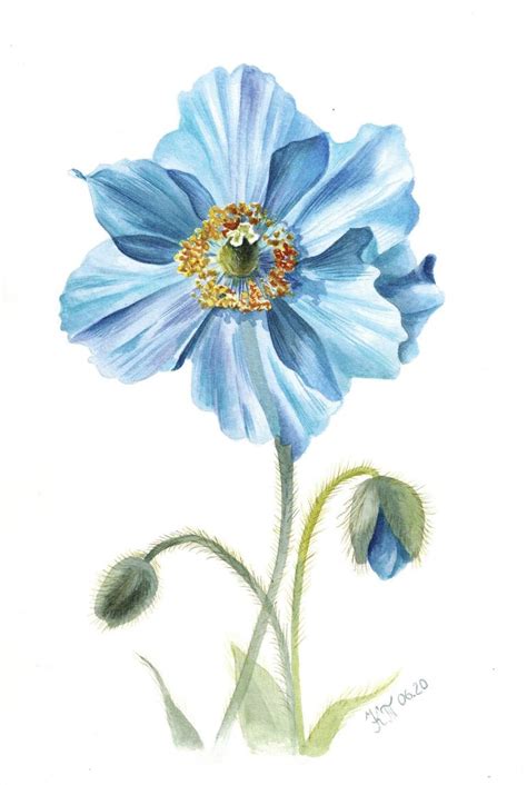 Himalayan blue poppy Meconopsis painting Painting by Ksenia Tikhomirova ...