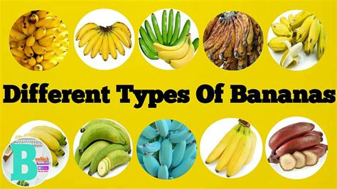 7 amazing types of bananas - Yoors